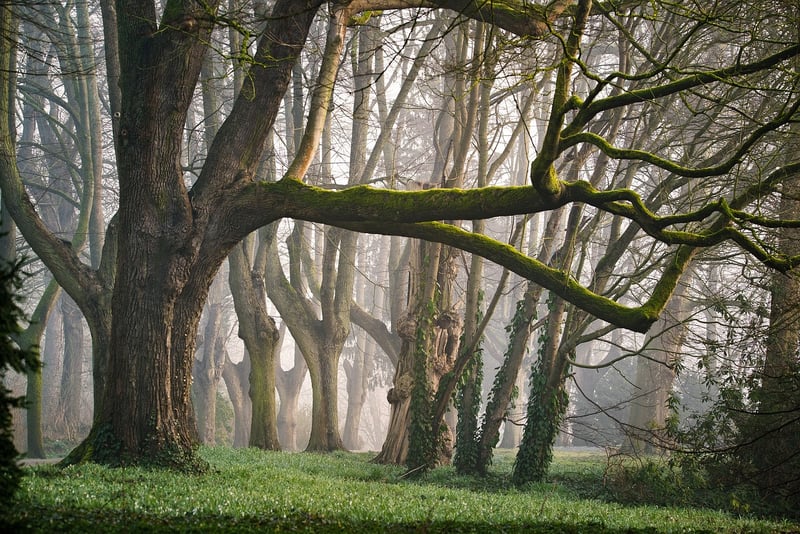 Fairy Tale Forests
