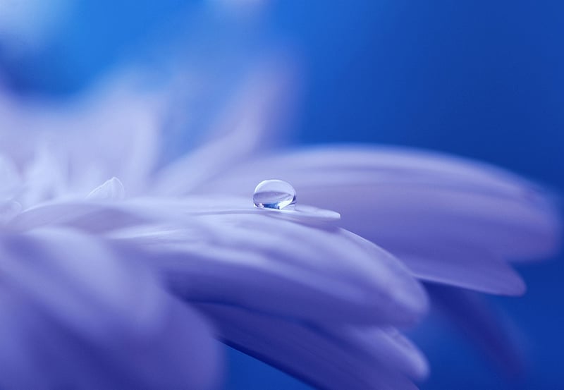 Fairy Kisses Image